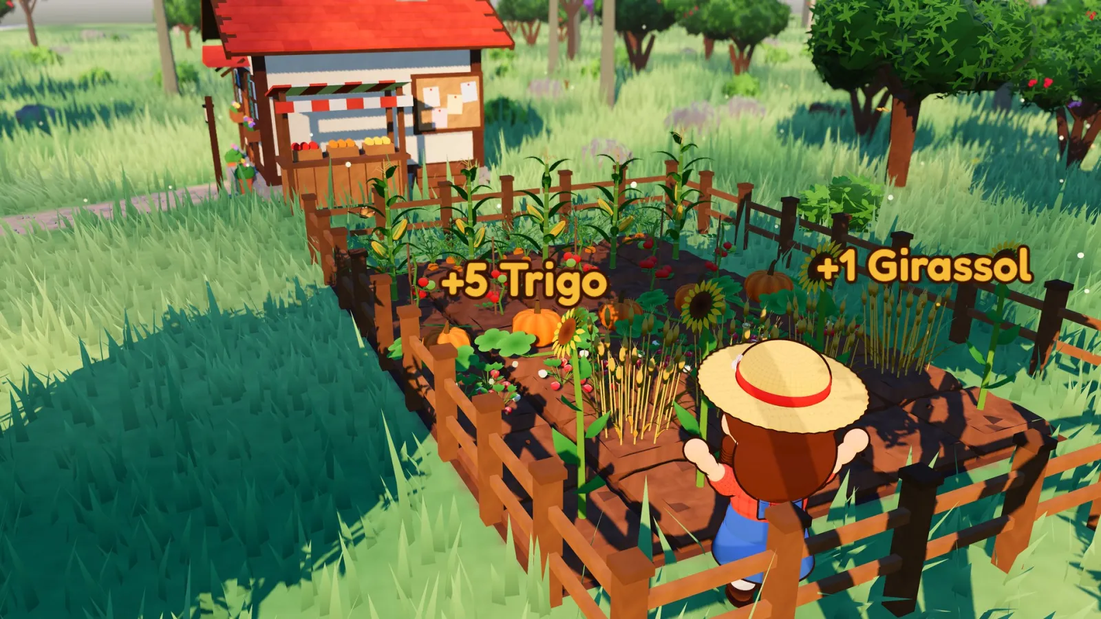 A fazendeira colhendo entre canteiros de milho, tomate, abóbora e girassol